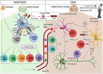 The Pathogenesis of Parkinson's Disease: A Complex Interplay Between Astrocytes, Microglia, and T Lymphocytes?